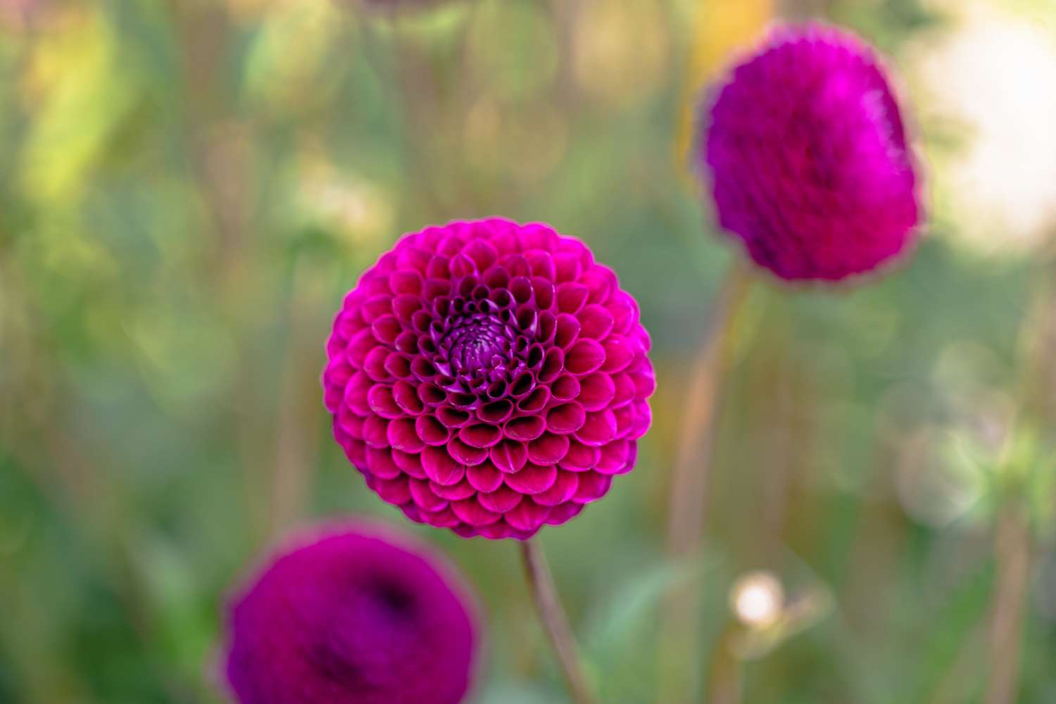 Dahlia 'Downham Royal'